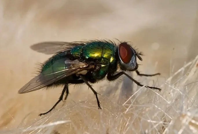 Foto de Moscas (Musca domestica · Lucilia sericata)